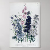 Delphinien aus dem "Garten der Damen"-Blumen Poster (Vorne)
