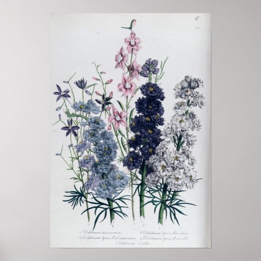 Delphinien aus dem "Garten der Damen"-Blumen Poster (Vorne)
