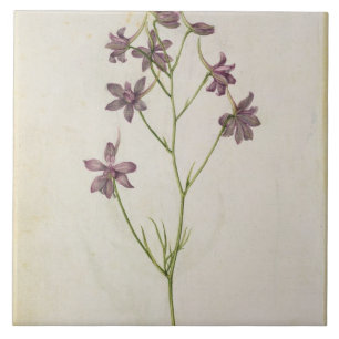 Delphinium ajacis, c.1568 fliese
