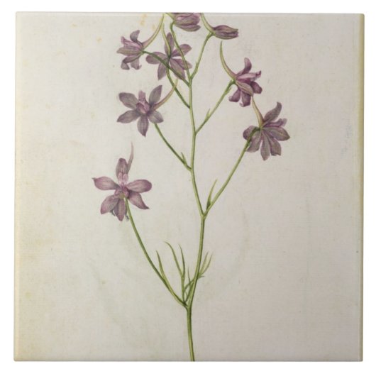 Delphinium ajacis, c.1568 fliese (Vorderseite)