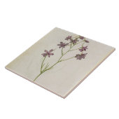 Delphinium ajacis, c.1568 fliese (Seite)