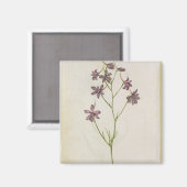 Delphinium ajacis, c.1568 magnet (Vorderseite/Rückseite)