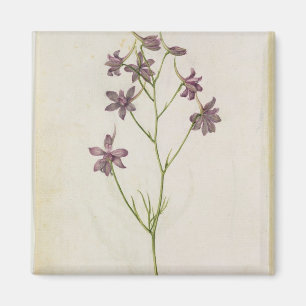 Delphinium ajacis, c.1568 magnet