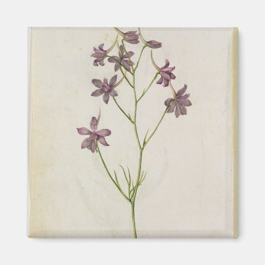 Delphinium ajacis, c.1568 magnet (Vorne)