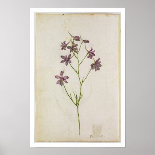 Delphinium ajacis, c.1568 poster (Vorne)