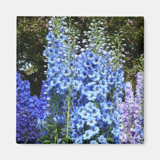 Delphinium Blume Gartengarten Magnet (Vorne)