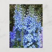 Delphinium Blume Gartengarten Postkarte (Vorderseite)