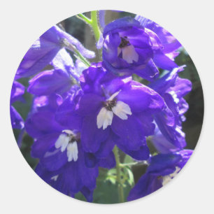 Delphinium-Blume Nah Runder Aufkleber