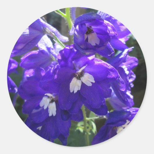 Delphinium-Blume Nah Runder Aufkleber (Vorderseite)