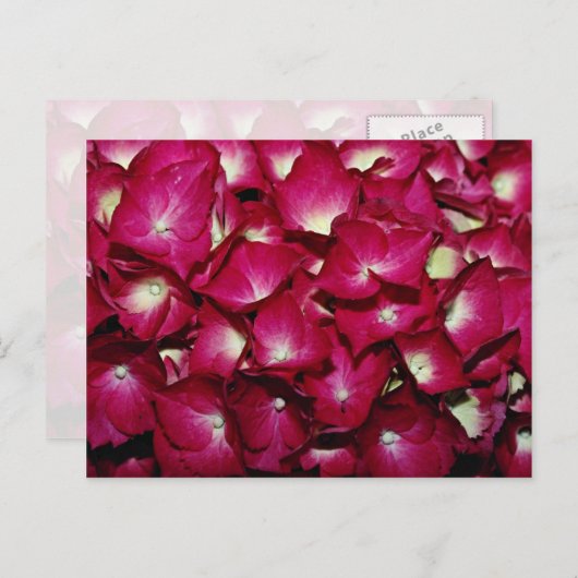 Delphinium-Blume Postkarte (Vorne/Hinten)