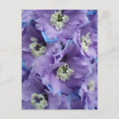 Delphinium Morning Light Postkarte (Vorderseite)