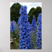 Delphinium Poster (Vorne)