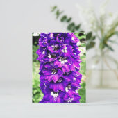 Delphinium Postkarte (Stehend Vorderseite)