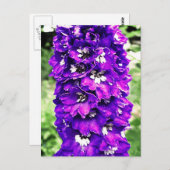 Delphinium Postkarte (Vorne/Hinten)