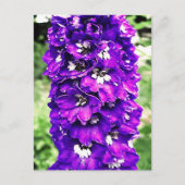 Delphinium Postkarte (Vorderseite)
