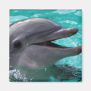 Delphinkopf im Aquamarinewasser Magnet