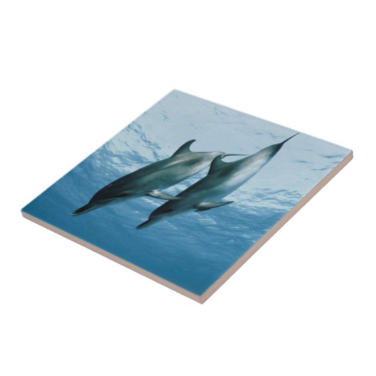 Delphinpaare Fliese (Seite)