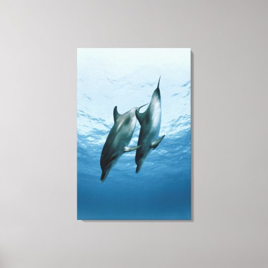 Delphinpaare Leinwanddruck (Vorderseite)