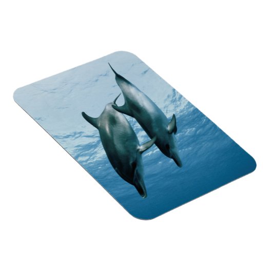 Delphinpaare Magnet (Rechte Seite)