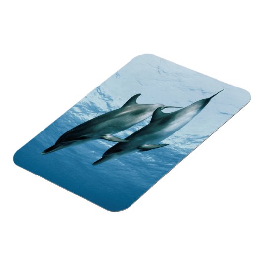 Delphinpaare Magnet (Linke Seite)