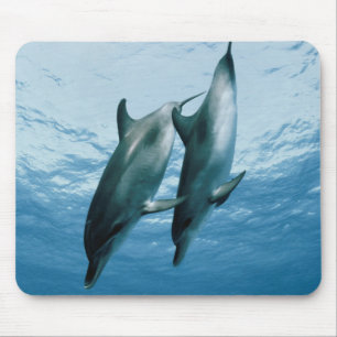 Delphinpaare Mousepad