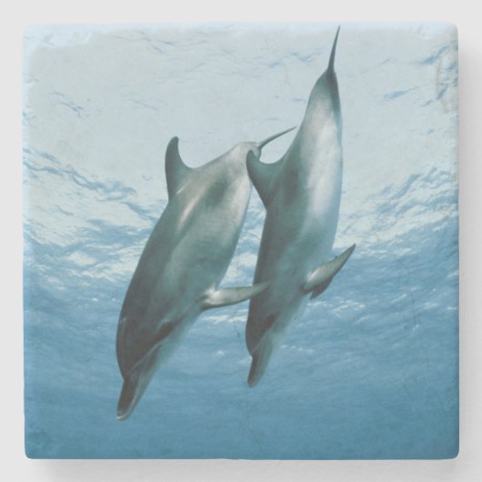 Delphinpaare Steinuntersetzer (Vorderseite)