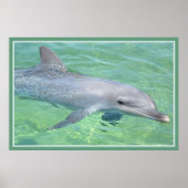 Delphinprägeglanz Poster (Vorne)