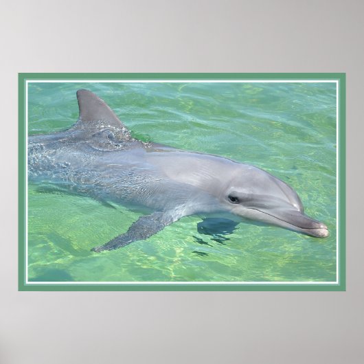 Delphinprägeglanz Poster (Vorne)