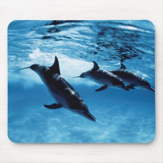Delphintrio Mousepad (Vorne)