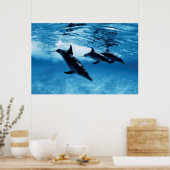 Delphintrio Poster (Küche)