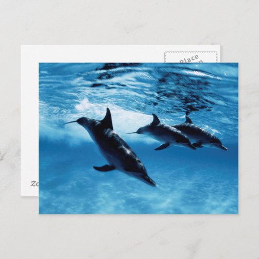 Delphintrio Postkarte (Vorne/Hinten)