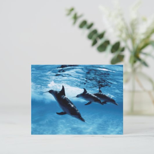 Delphintrio Postkarte (Stehend Vorderseite)