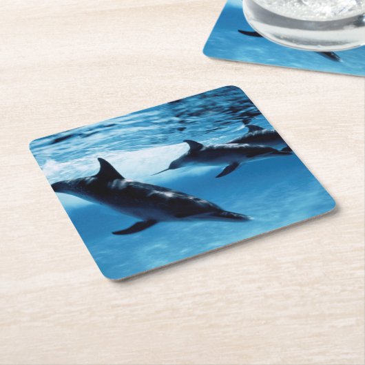 Delphintrio Rechteckiger Pappuntersetzer (angewinkelt)