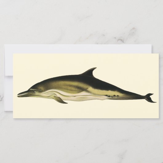 Delphinus Delphis, Vintage Meeressäugetiere (Vorderseite)