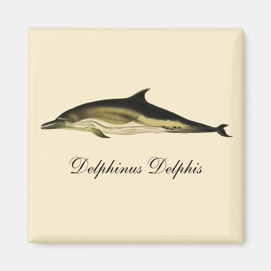 Delphinus Delphis, Vintage Meeressäugetiere Magnet (Vorne)