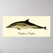 Delphinus Delphis, Vintage Meeressäugetiere Poster (Vorne)