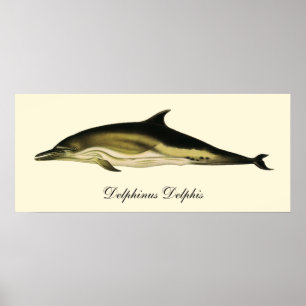 Delphinus Delphis, Vintage Meeressäugetiere Poster