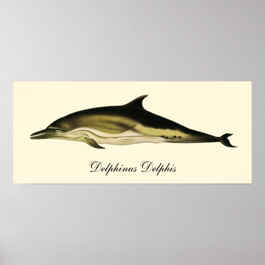 Delphinus Delphis, Vintage Meeressäugetiere Poster (Vorne)