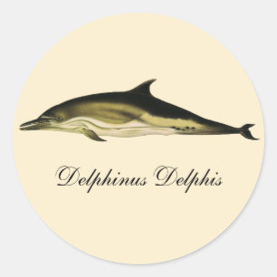 Delphinus Delphis, Vintage Meeressäugetiere Runder Aufkleber