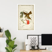 Delphinus Sternbild Kunstdruck Antik Poster (Heimbüro)