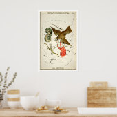 Delphinus Sternbild Kunstdruck Antik Poster (Küche)