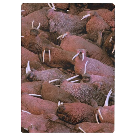 Deltastaatsangehöriger Nordamerikas, USA, Alaska, Klemmbrett (Rückseite)