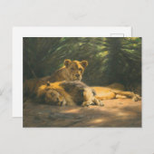 Den Löwen von Wilhelm Kuhnert Postkarte (Vorne/Hinten)