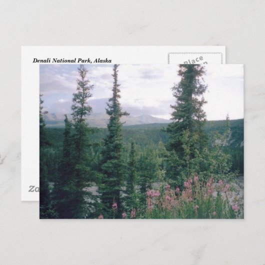 Denali, Alaska Postkarte (Vorne/Hinten)