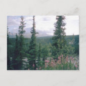 Denali, Alaska Postkarte (Vorderseite)