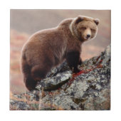 Denali Braunbär Fliese (Vorderseite)