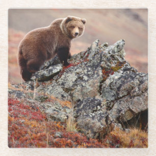 Denali Braunbär Glasuntersetzer
