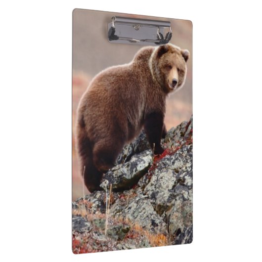 Denali Braunbär Klemmbrett (Rechts)