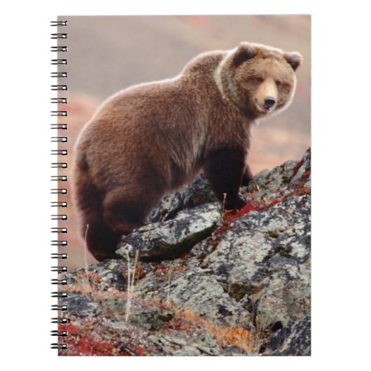 Denali Braunbär Notizblock (Vorderseite)