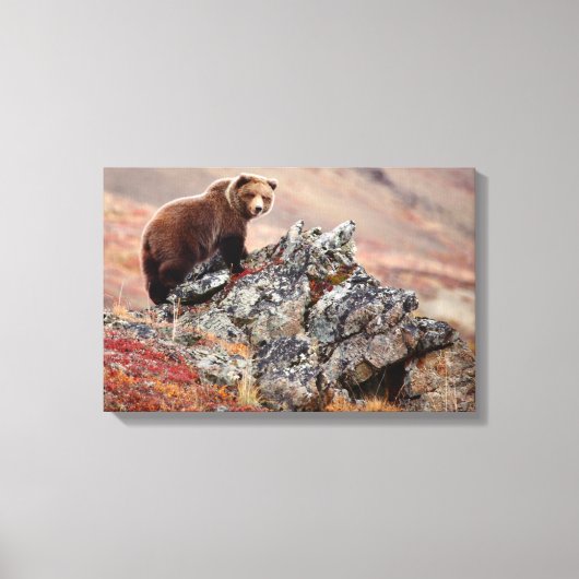 Denali Brown Bear Leinwanddruck (Vorderseite)